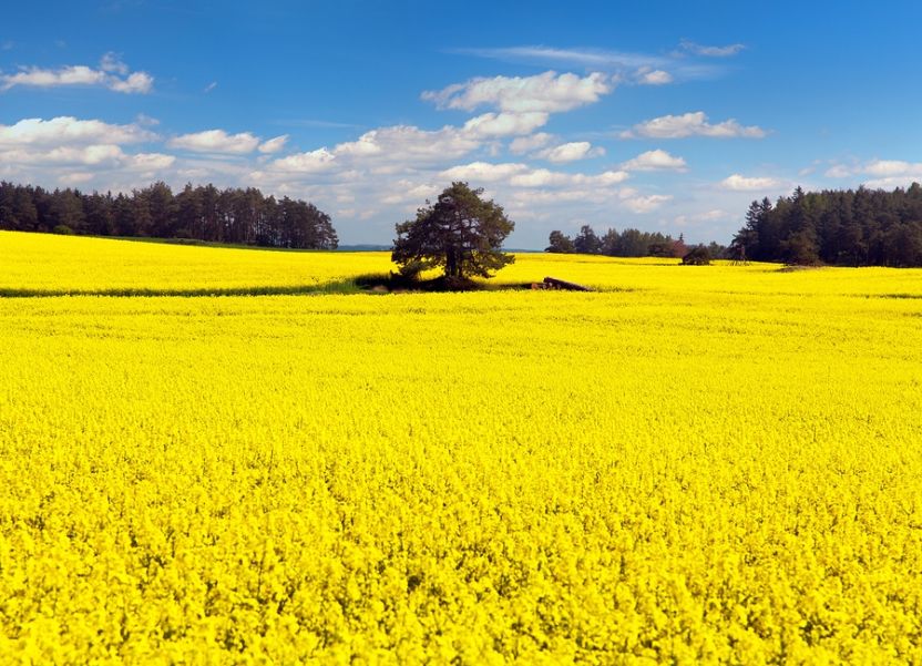 GrainCorp issued a profit warning earlier. Can things get worse still next year?